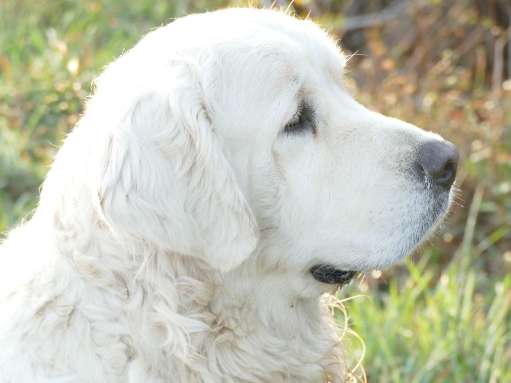 Vince Du Domaine Texan