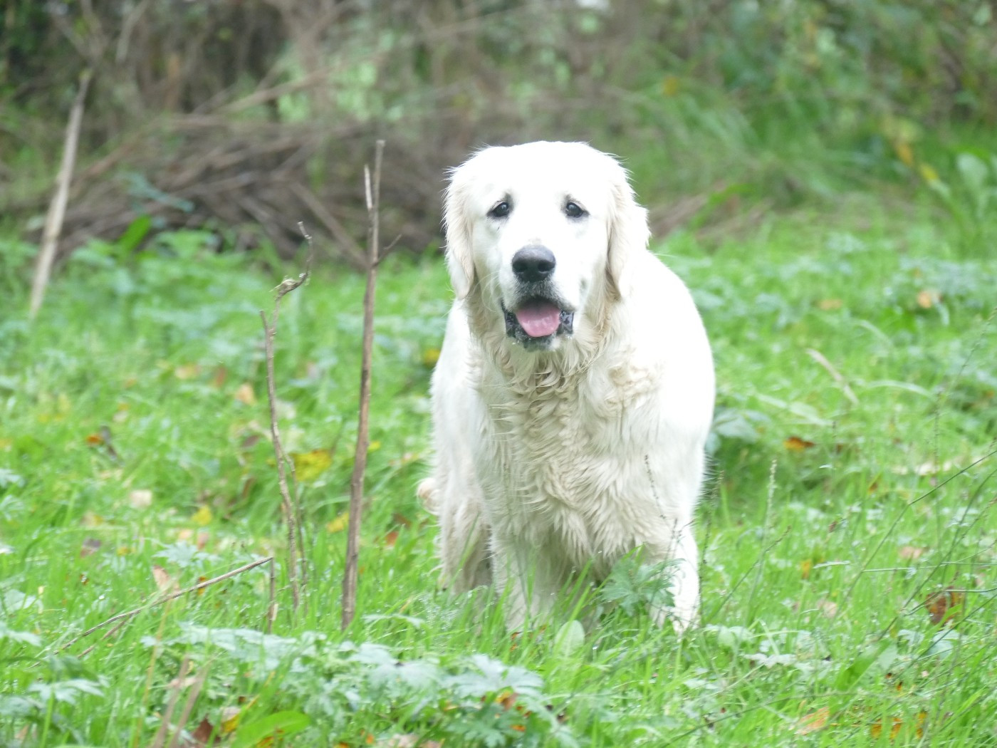 Una  de la plaine des peupliers