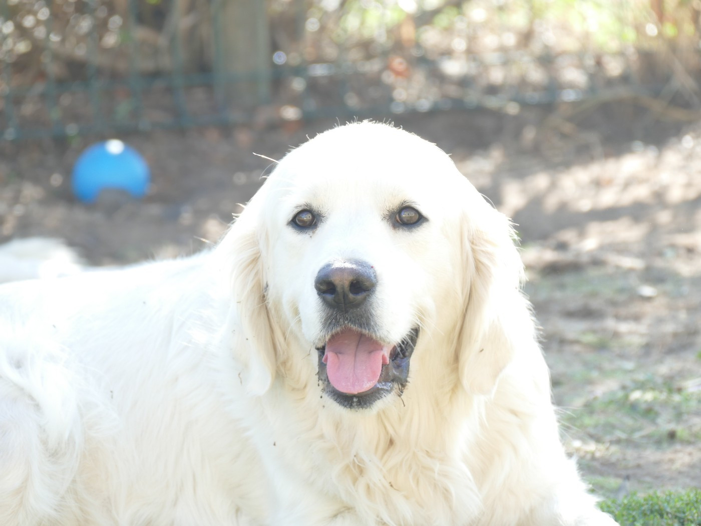 Holy de la plaine des peupliers