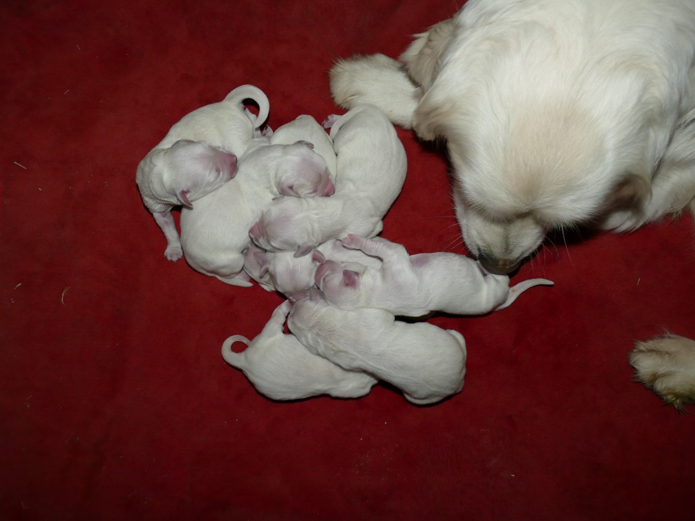 Chiots Golden Retriever