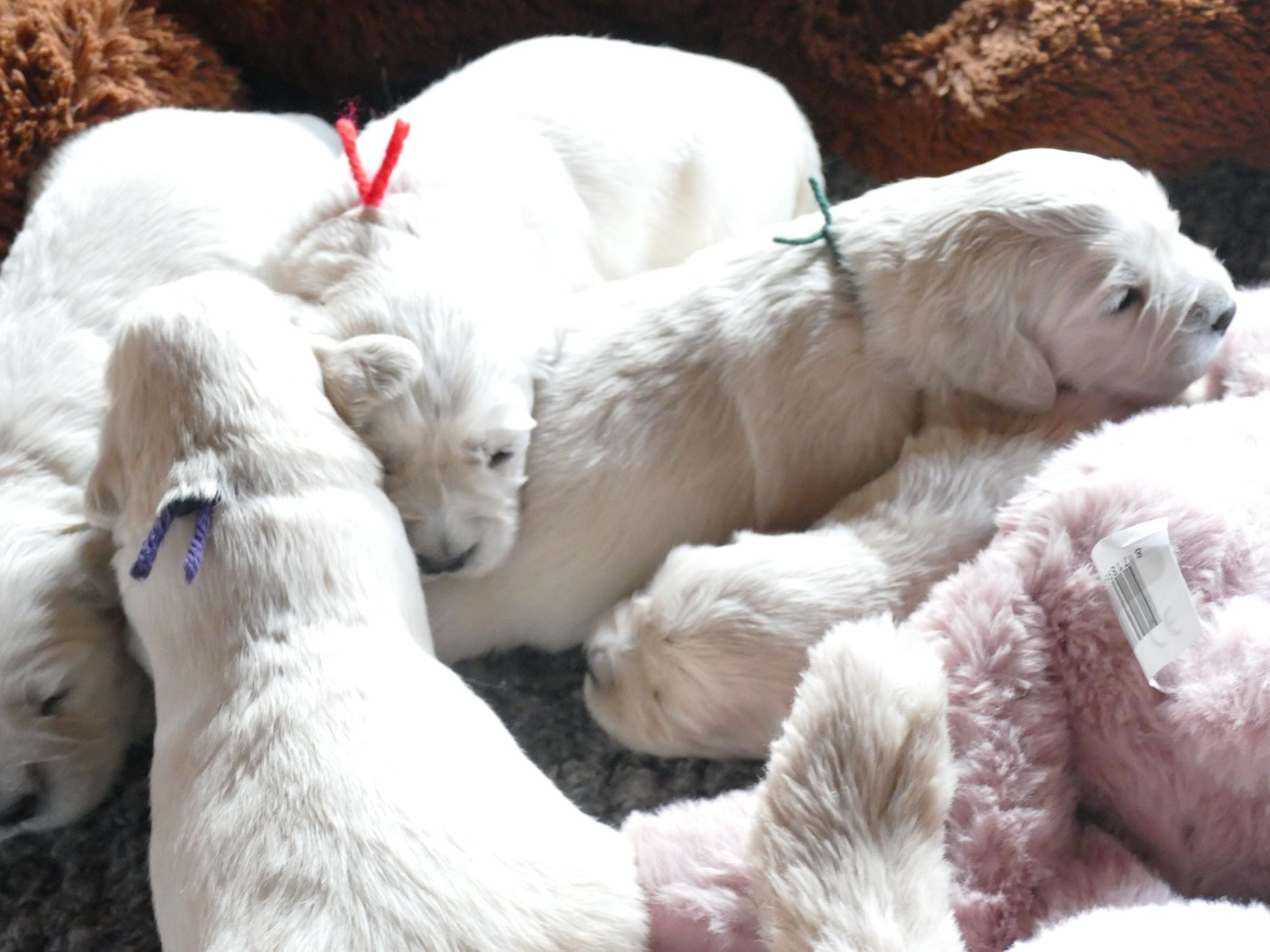 Chiots Golden Retriever