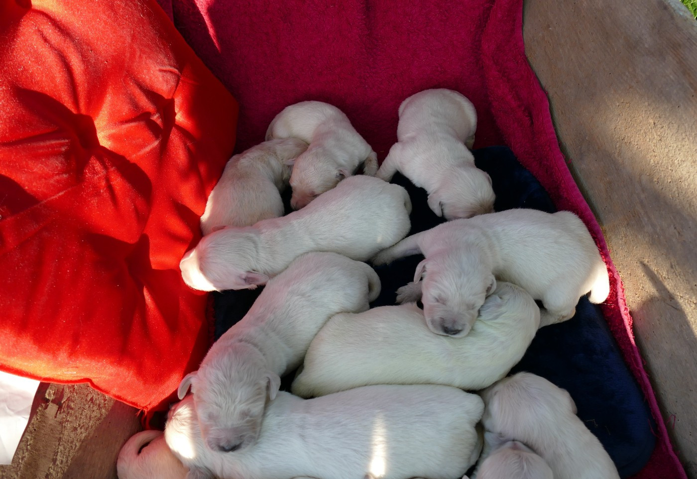 Bébés de Pêche et de sa fille Vicky, dispos à partir des 21 et 25 mai