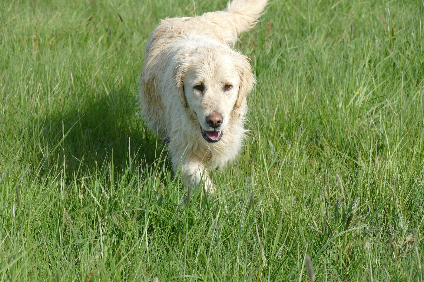 Bientôt des bébés de Tara