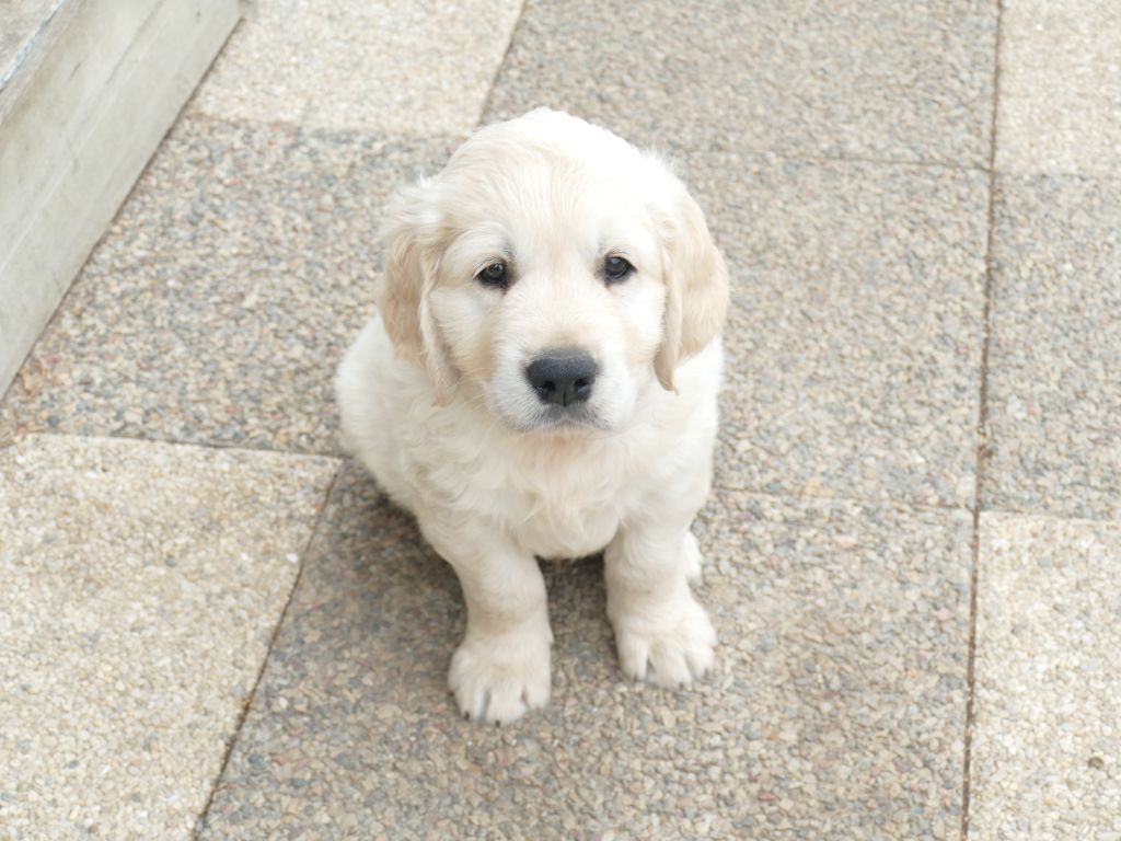chiot restant de Tess