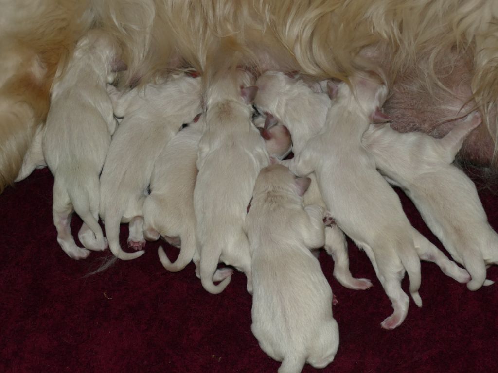  Les bébés sont arrivés ...