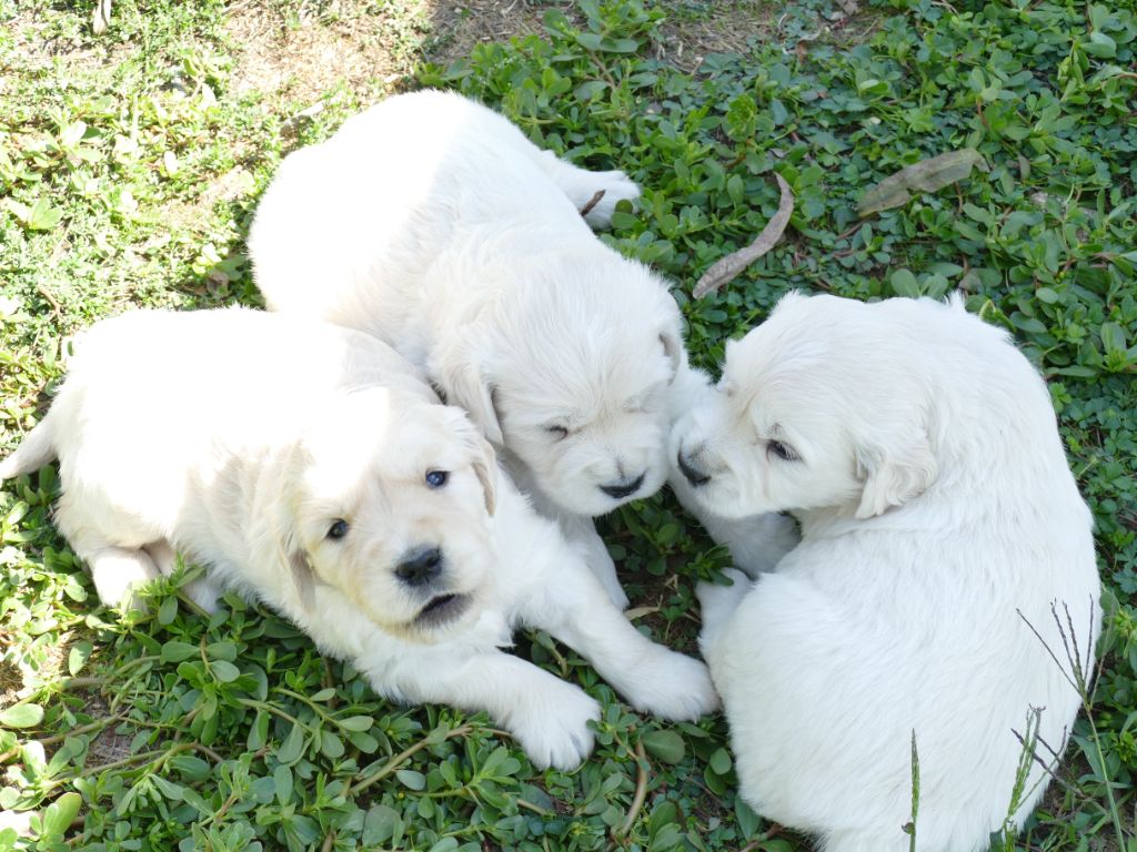 Chiot Golden Retriever de la plaine des peupliers