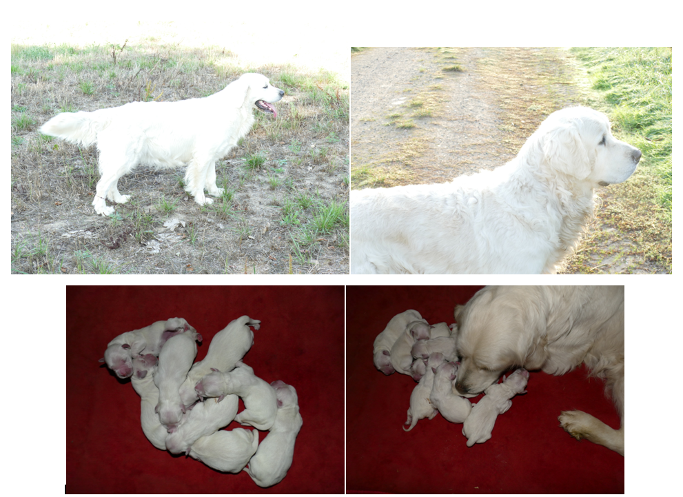 Chiot Golden Retriever de la plaine des peupliers