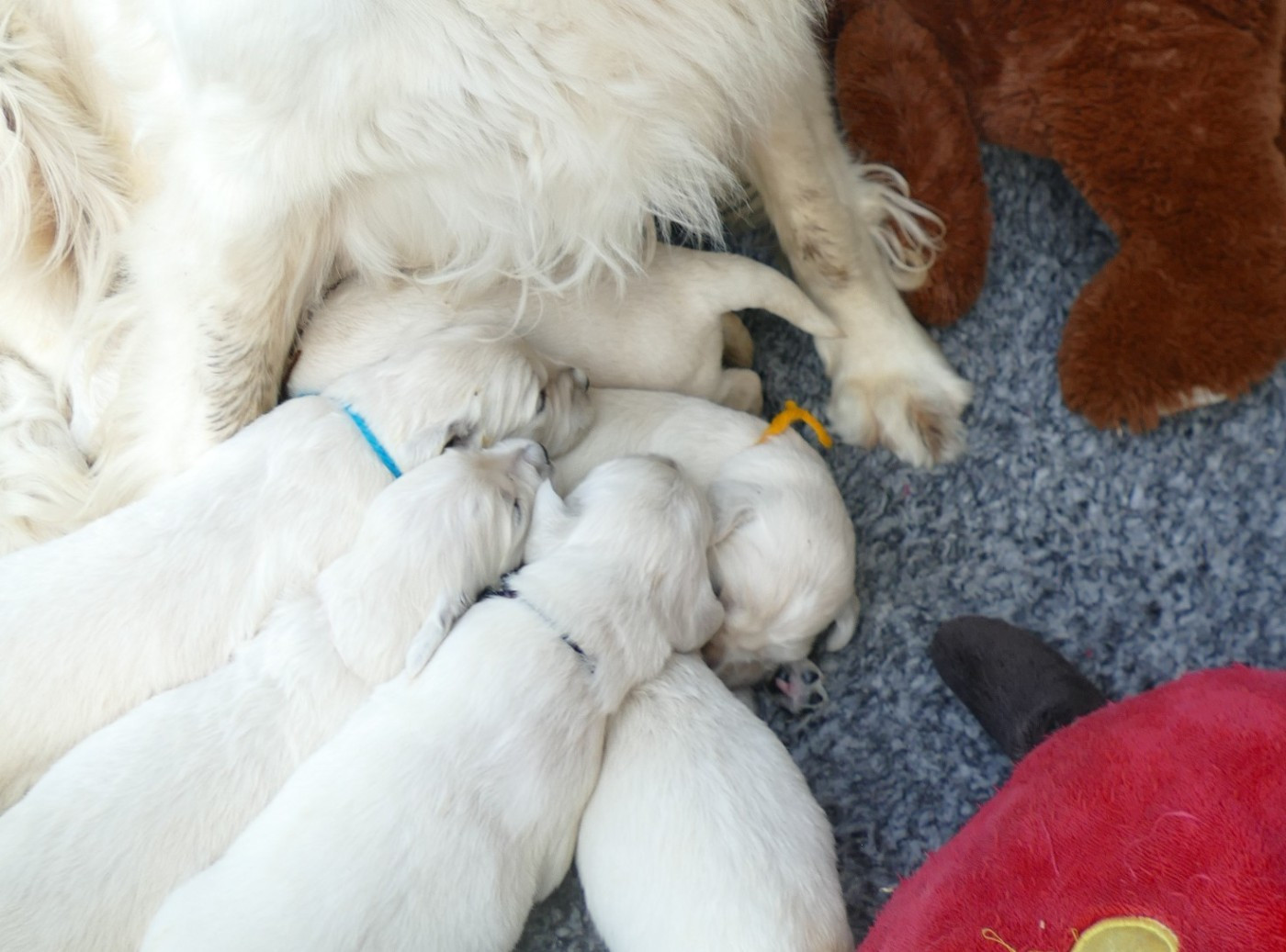 de la plaine des peupliers - Chiots disponibles - Golden Retriever