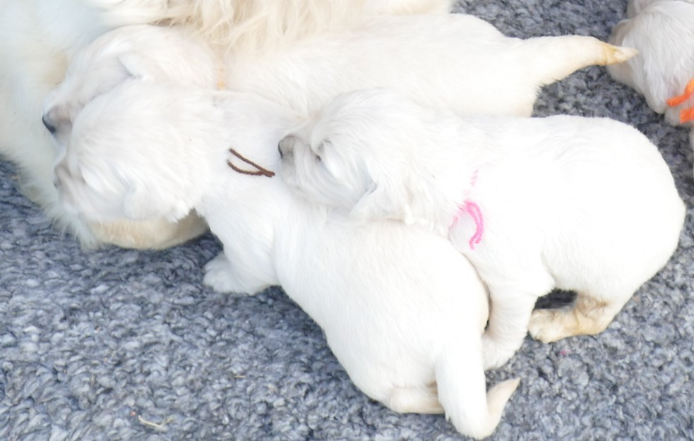 de la plaine des peupliers - Chiots disponibles - Golden Retriever