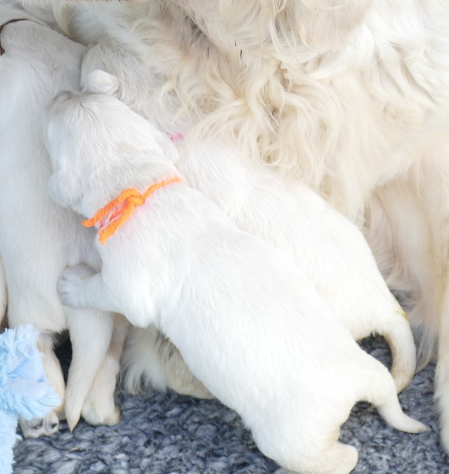 de la plaine des peupliers - Chiots disponibles - Golden Retriever