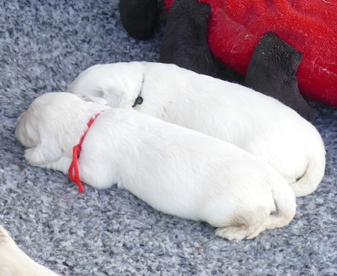 de la plaine des peupliers - Chiots disponibles - Golden Retriever