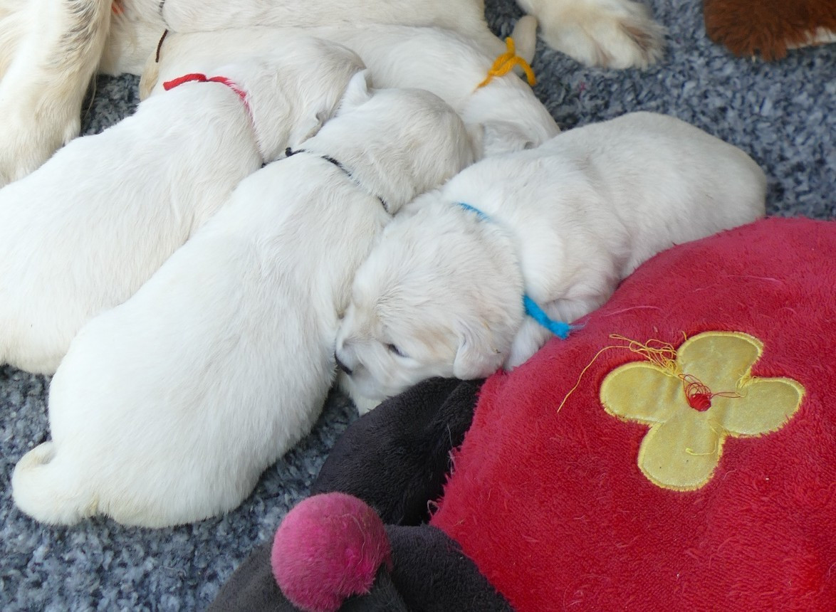 de la plaine des peupliers - Chiots disponibles - Golden Retriever