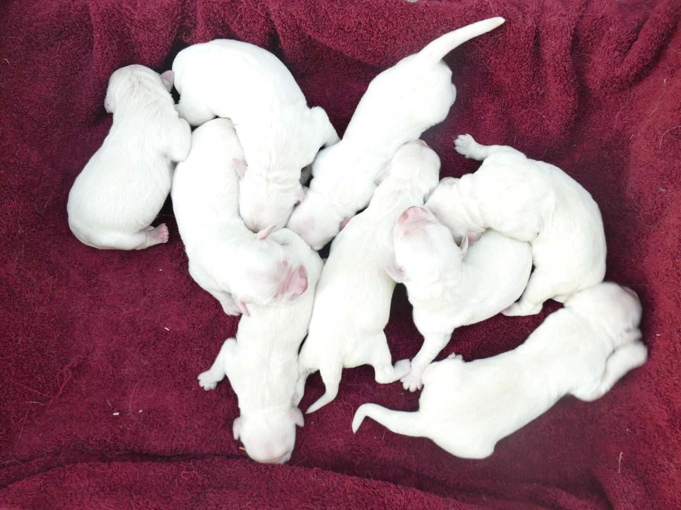 de la plaine des peupliers - Chiots disponibles - Golden Retriever