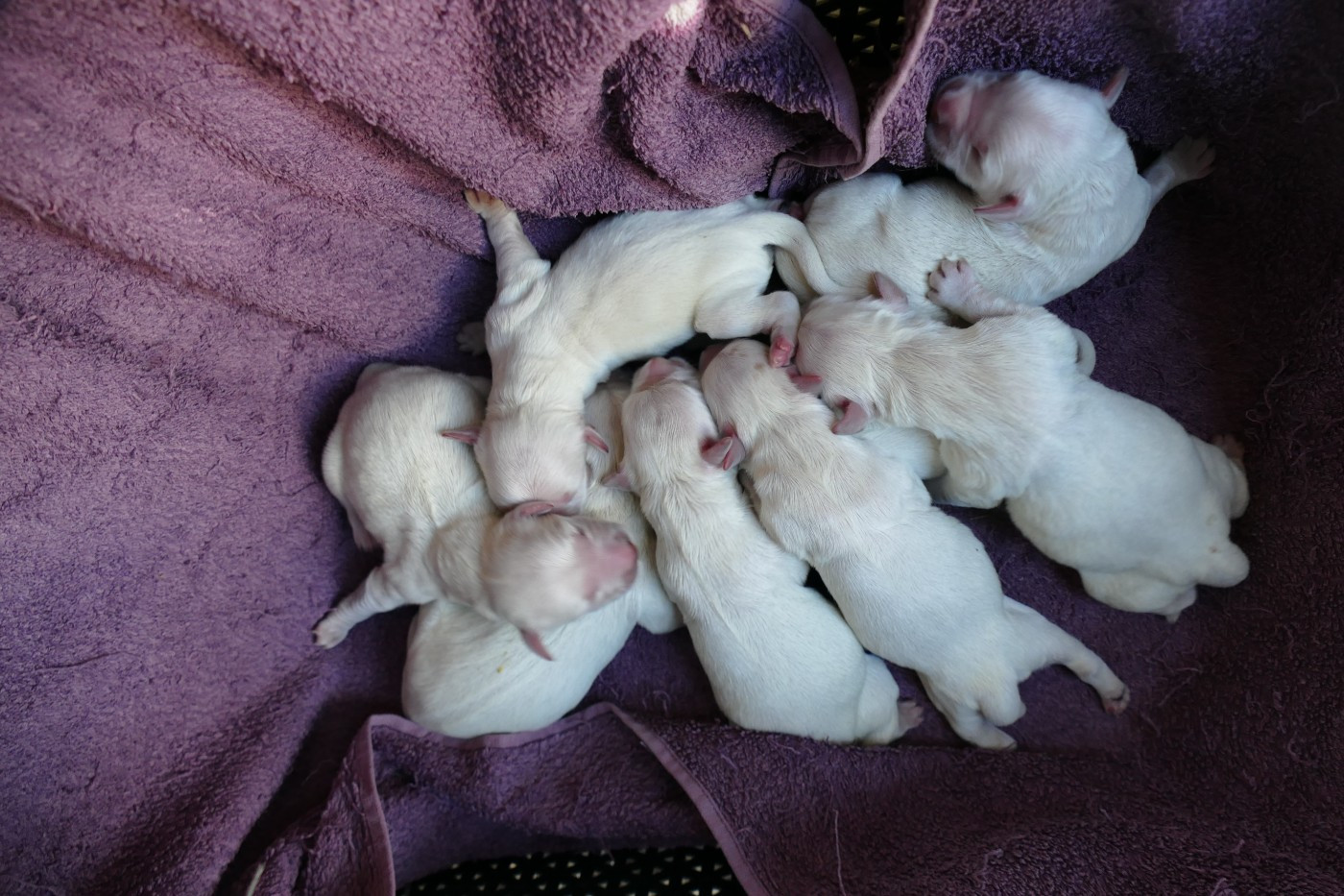 de la plaine des peupliers - Chiots disponibles - Golden Retriever