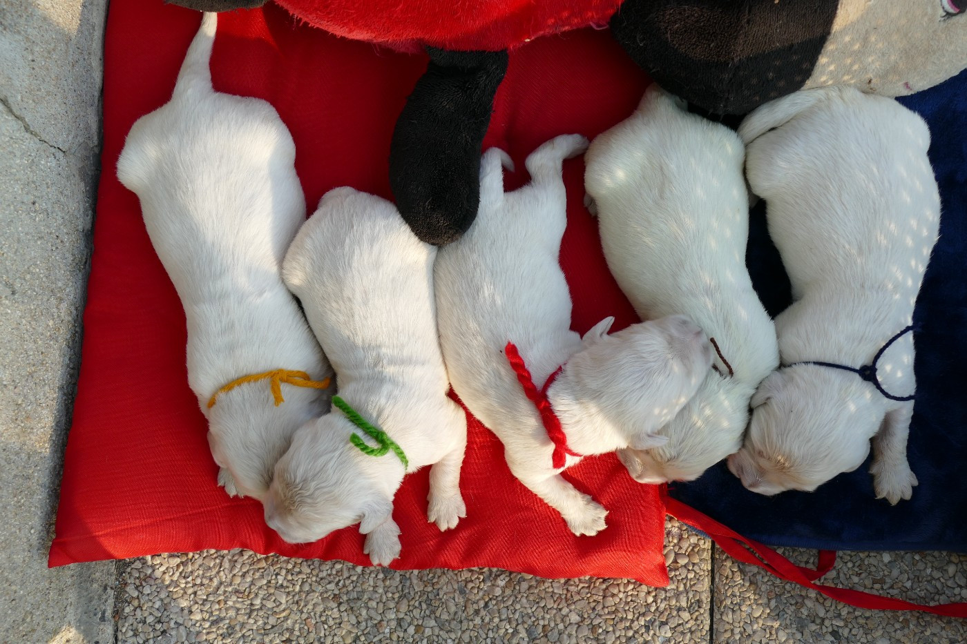 de la plaine des peupliers - Chiots disponibles - Golden Retriever