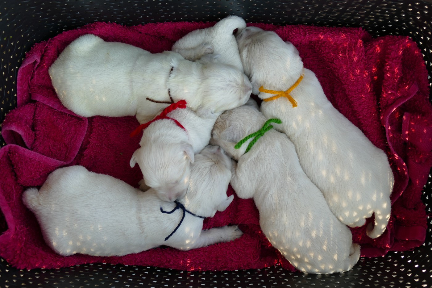 de la plaine des peupliers - Chiots disponibles - Golden Retriever