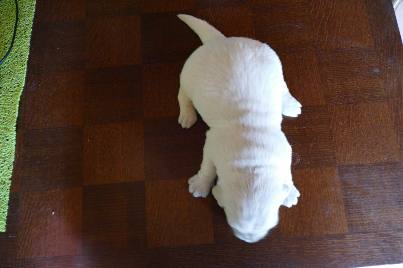 de la plaine des peupliers - Chiots disponibles - Golden Retriever