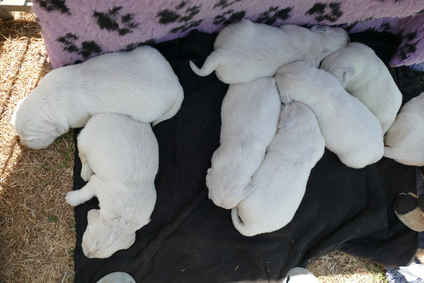 de la plaine des peupliers - Chiots disponibles - Golden Retriever