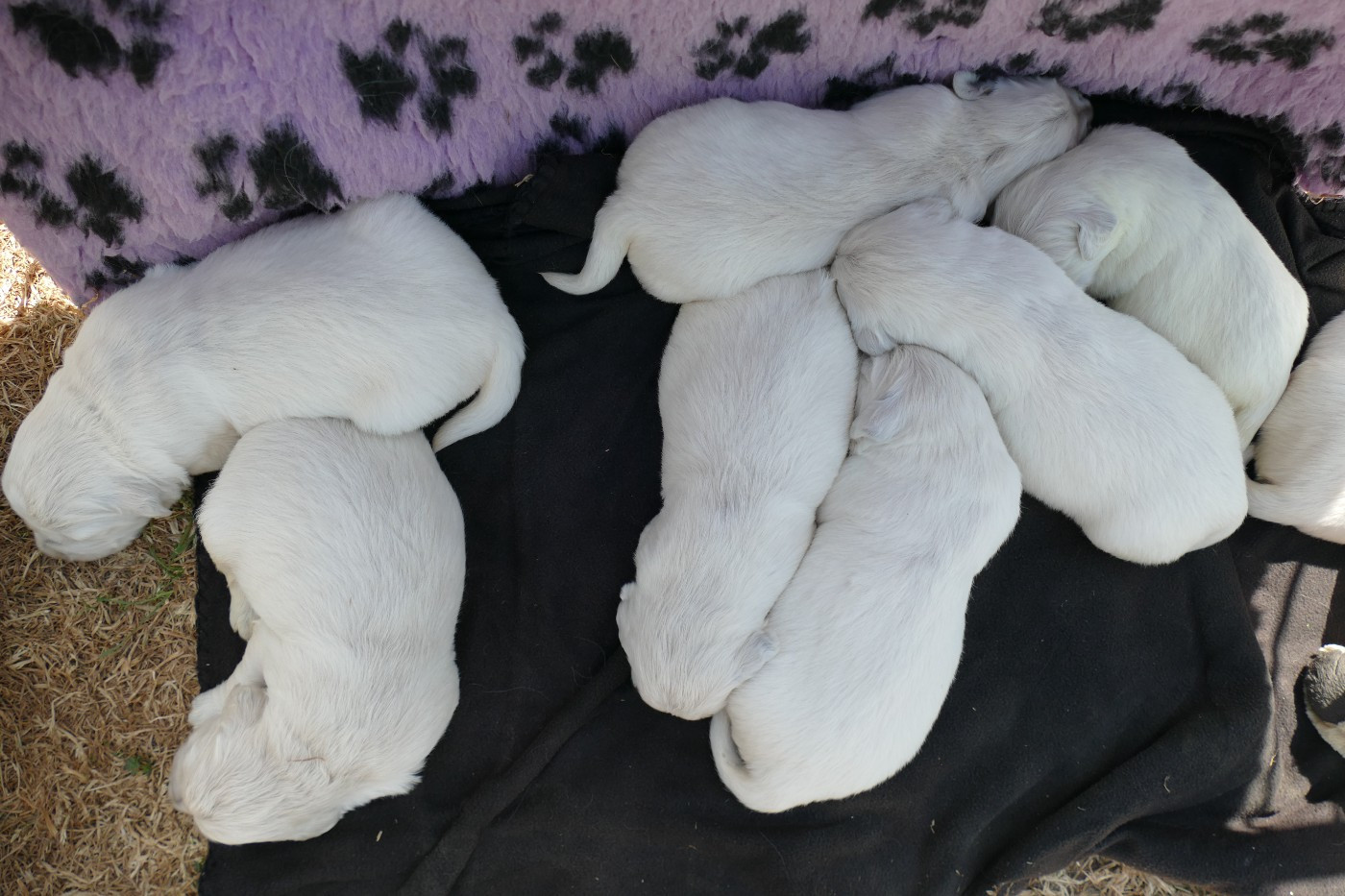 de la plaine des peupliers - Chiots disponibles - Golden Retriever