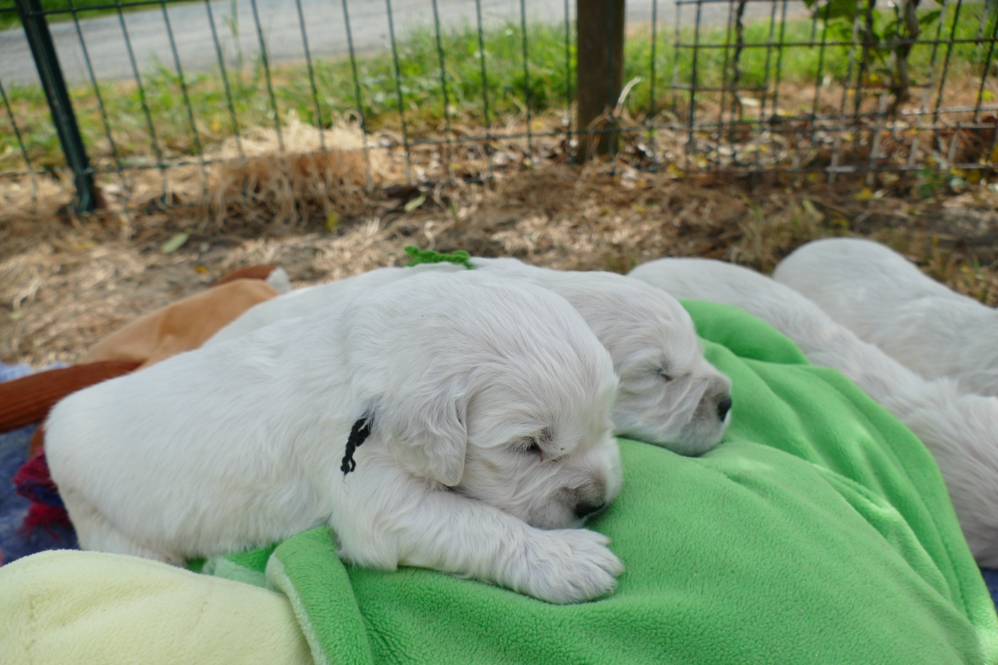 de la plaine des peupliers - Chiots disponibles - Golden Retriever