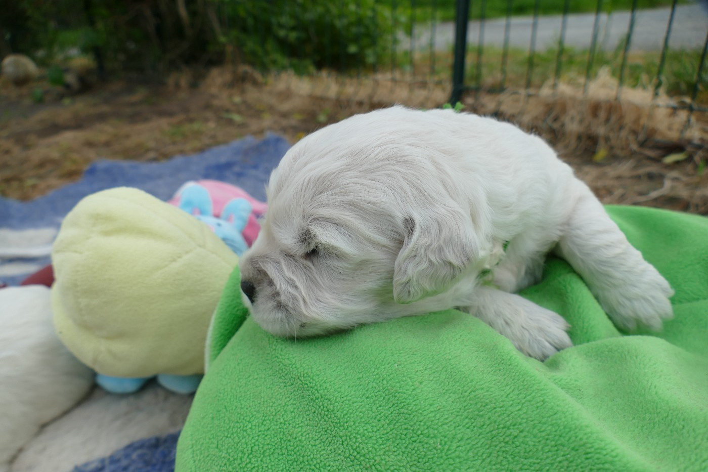 de la plaine des peupliers - Chiots disponibles - Golden Retriever