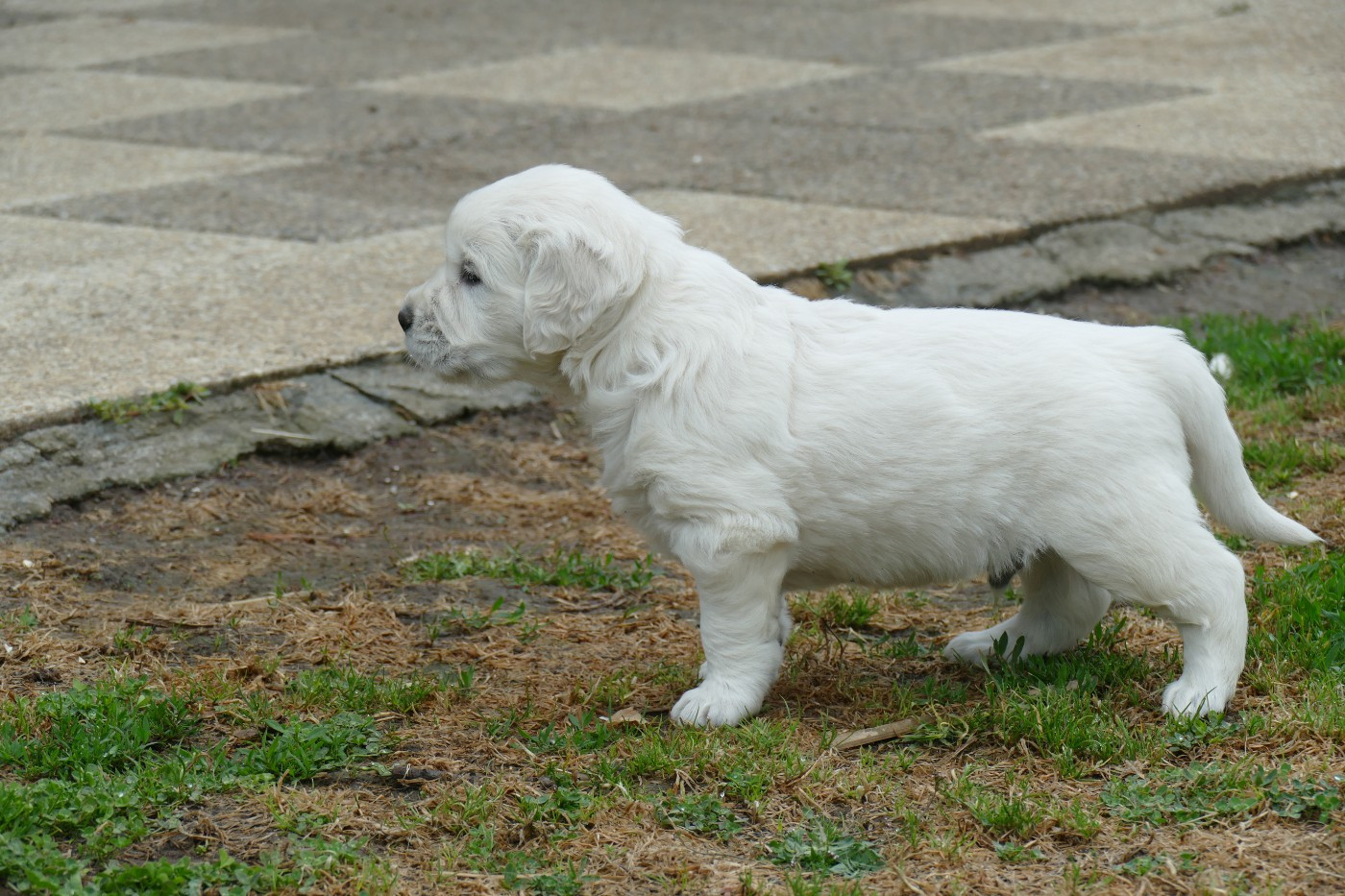 de la plaine des peupliers - Chiots disponibles - Golden Retriever