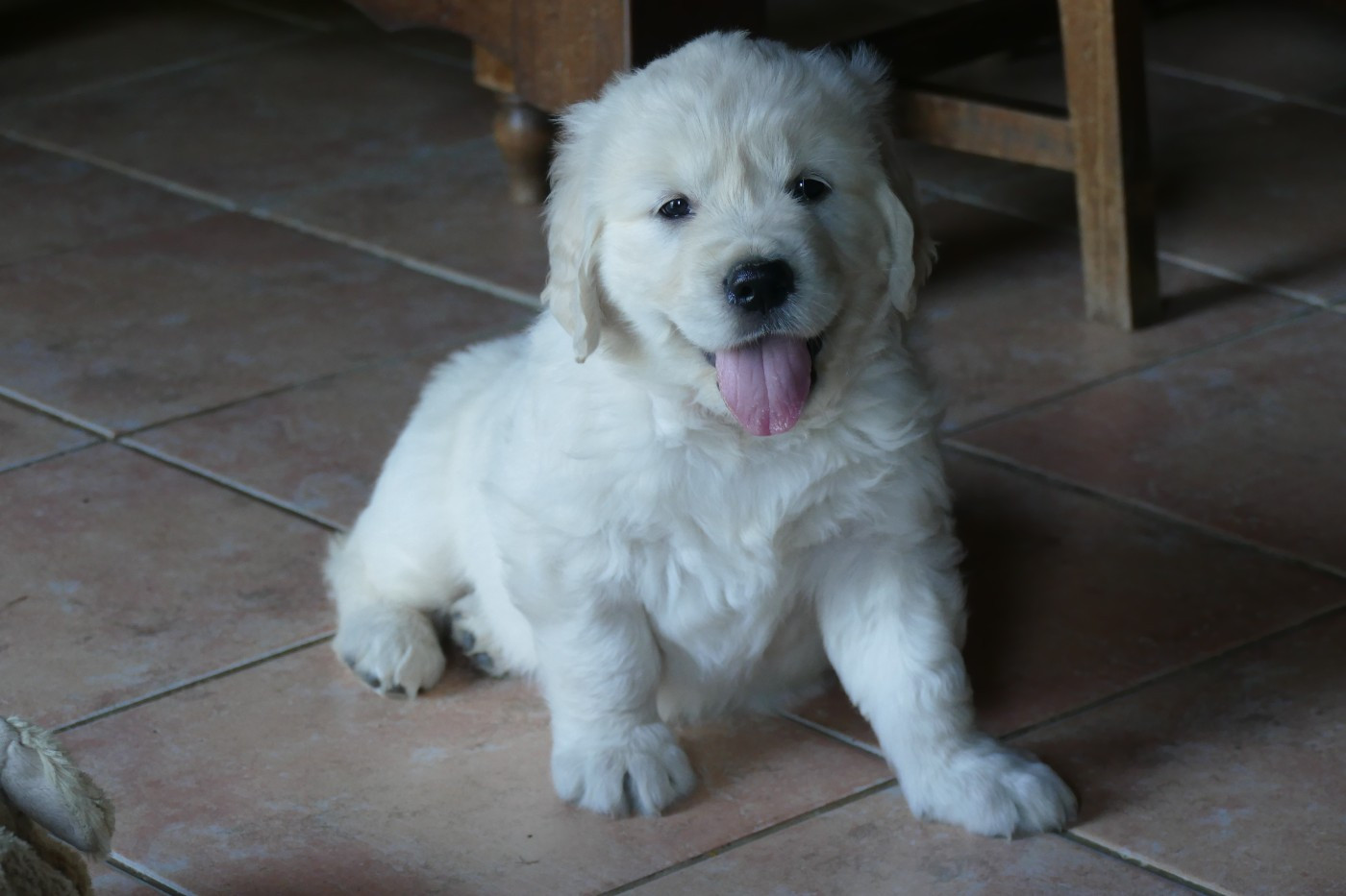 de la plaine des peupliers - Chiots disponibles - Golden Retriever
