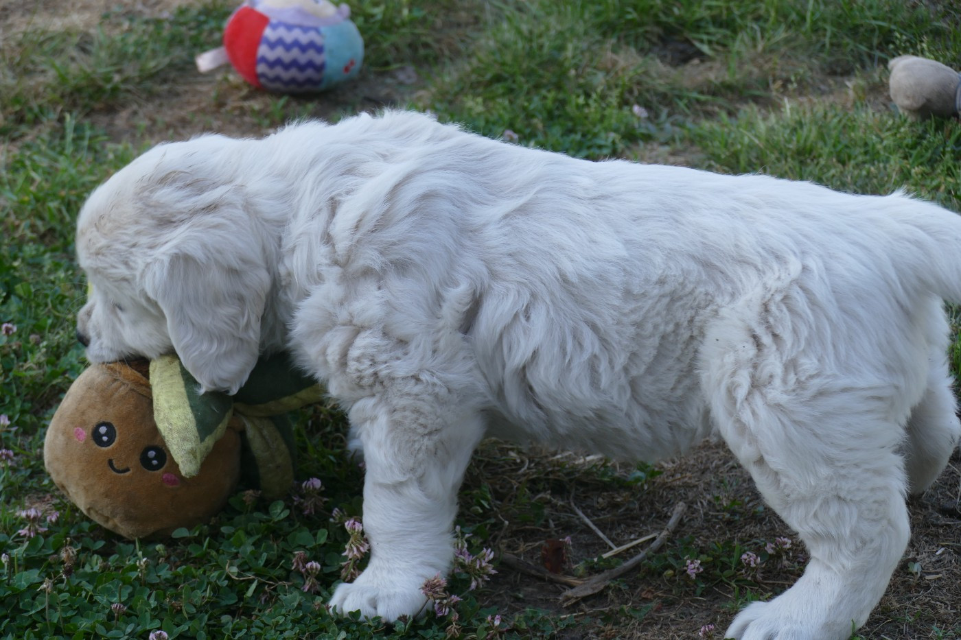 de la plaine des peupliers - Chiots disponibles - Golden Retriever