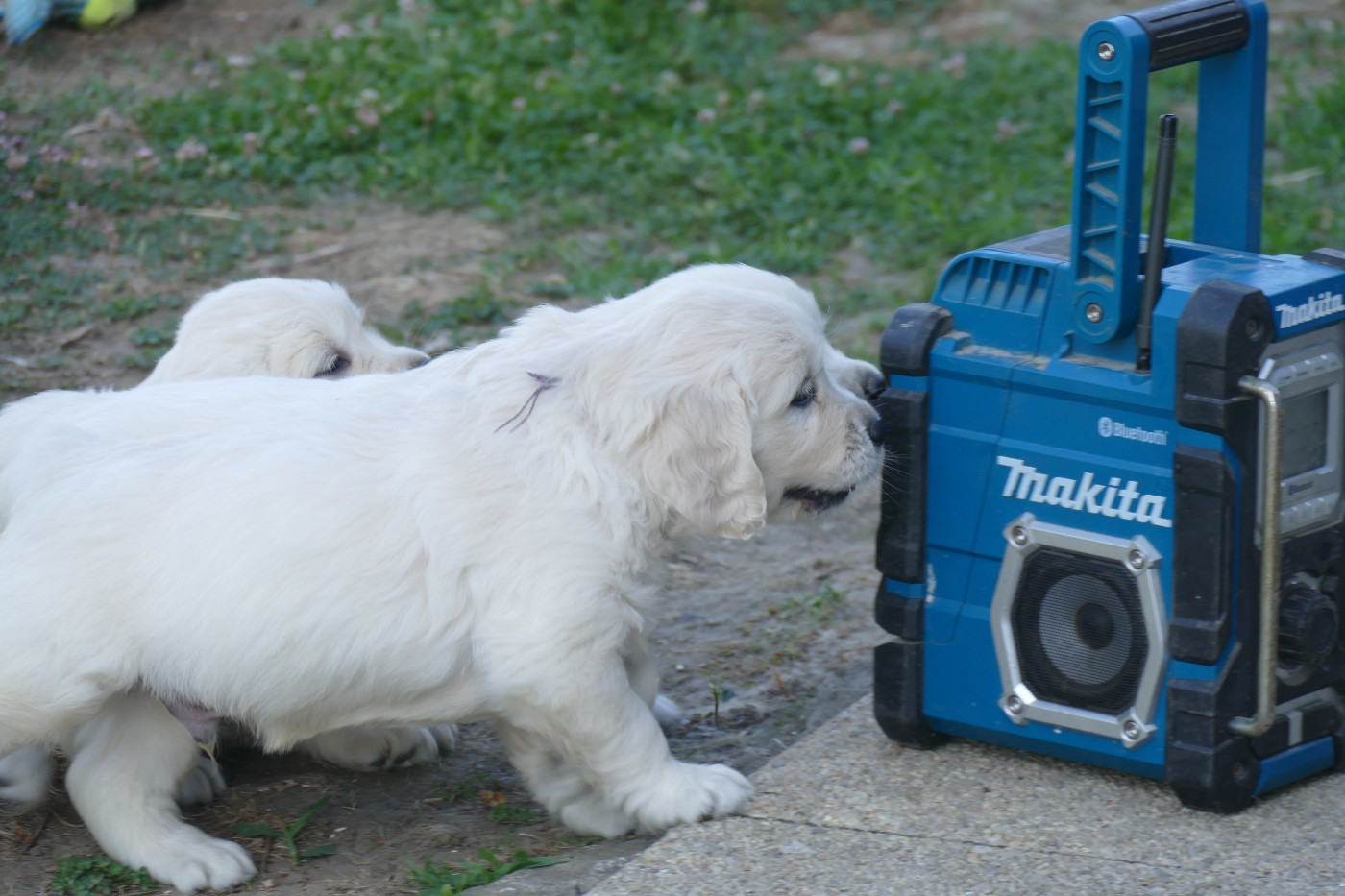 de la plaine des peupliers - Chiots disponibles - Golden Retriever