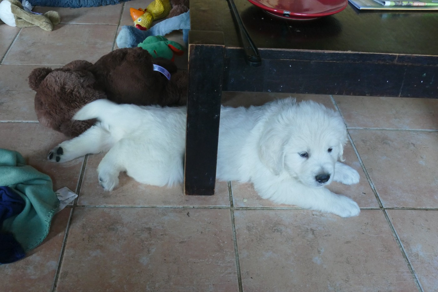 de la plaine des peupliers - Chiots disponibles - Golden Retriever