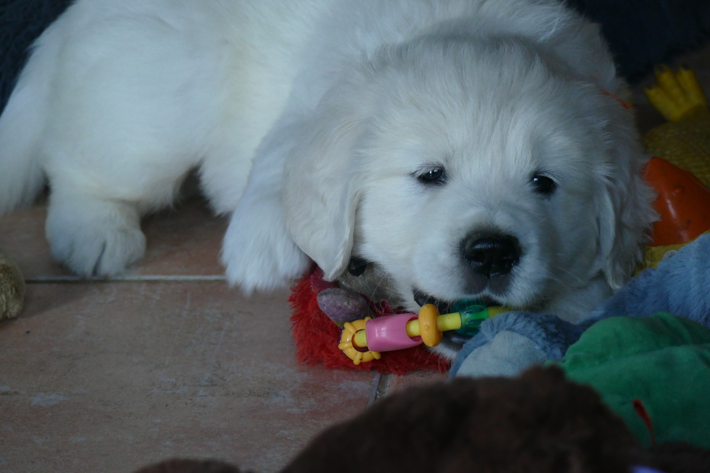 de la plaine des peupliers - Chiots disponibles - Golden Retriever