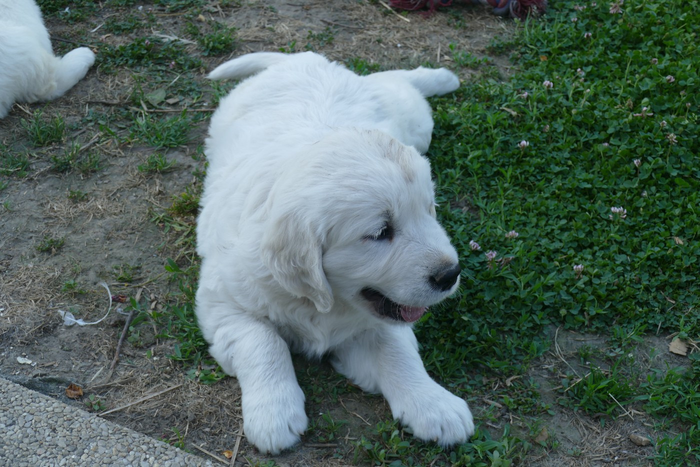 de la plaine des peupliers - Chiots disponibles - Golden Retriever