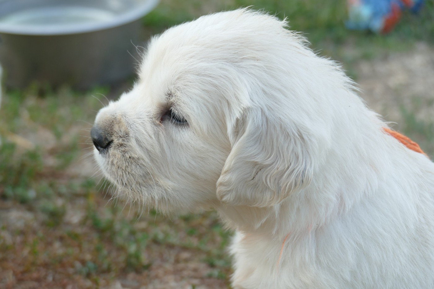 de la plaine des peupliers - Chiots disponibles - Golden Retriever