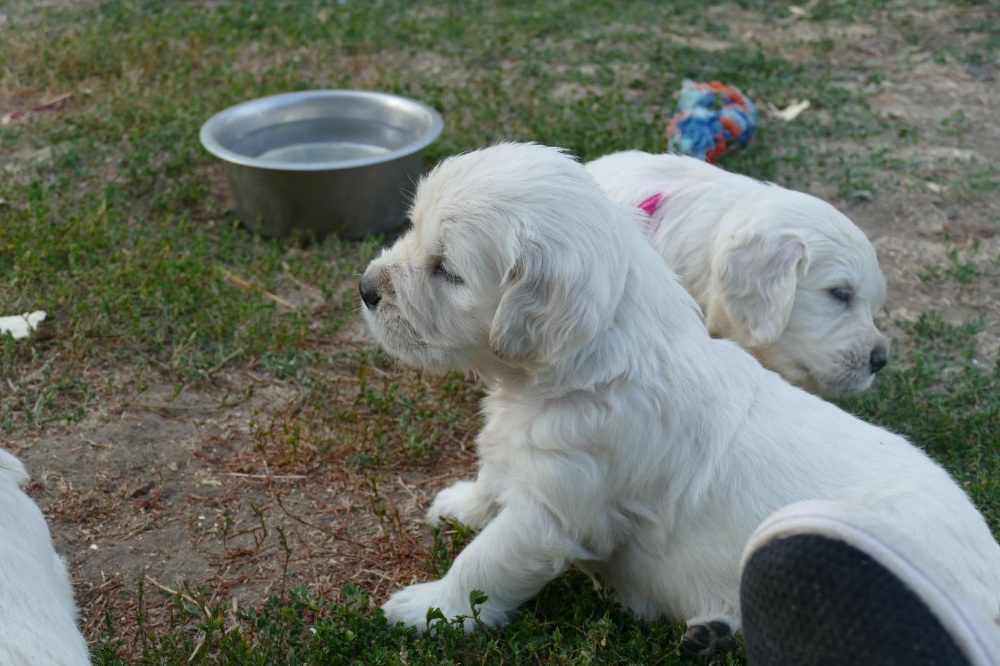 de la plaine des peupliers - Chiots disponibles - Golden Retriever