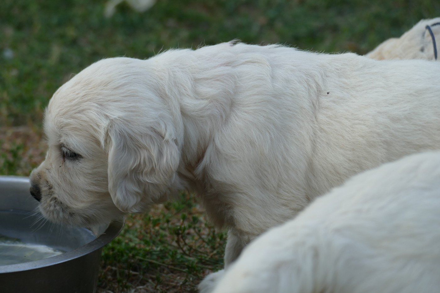 de la plaine des peupliers - Chiots disponibles - Golden Retriever