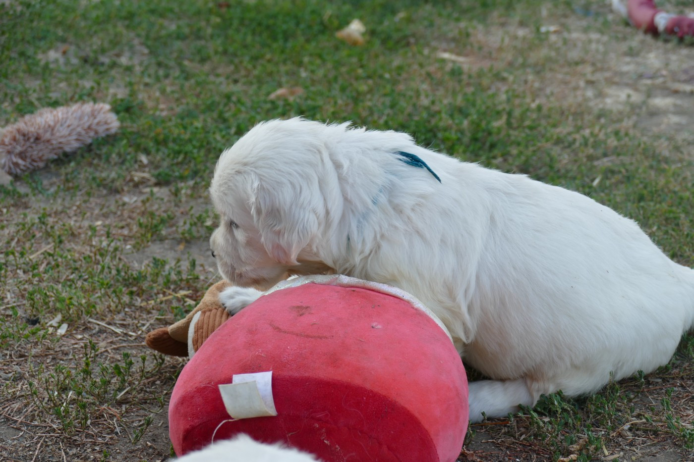 de la plaine des peupliers - Chiots disponibles - Golden Retriever