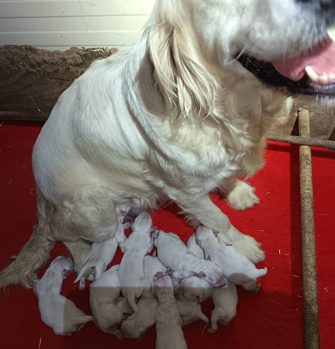 de la plaine des peupliers - Chiots disponibles - Golden Retriever