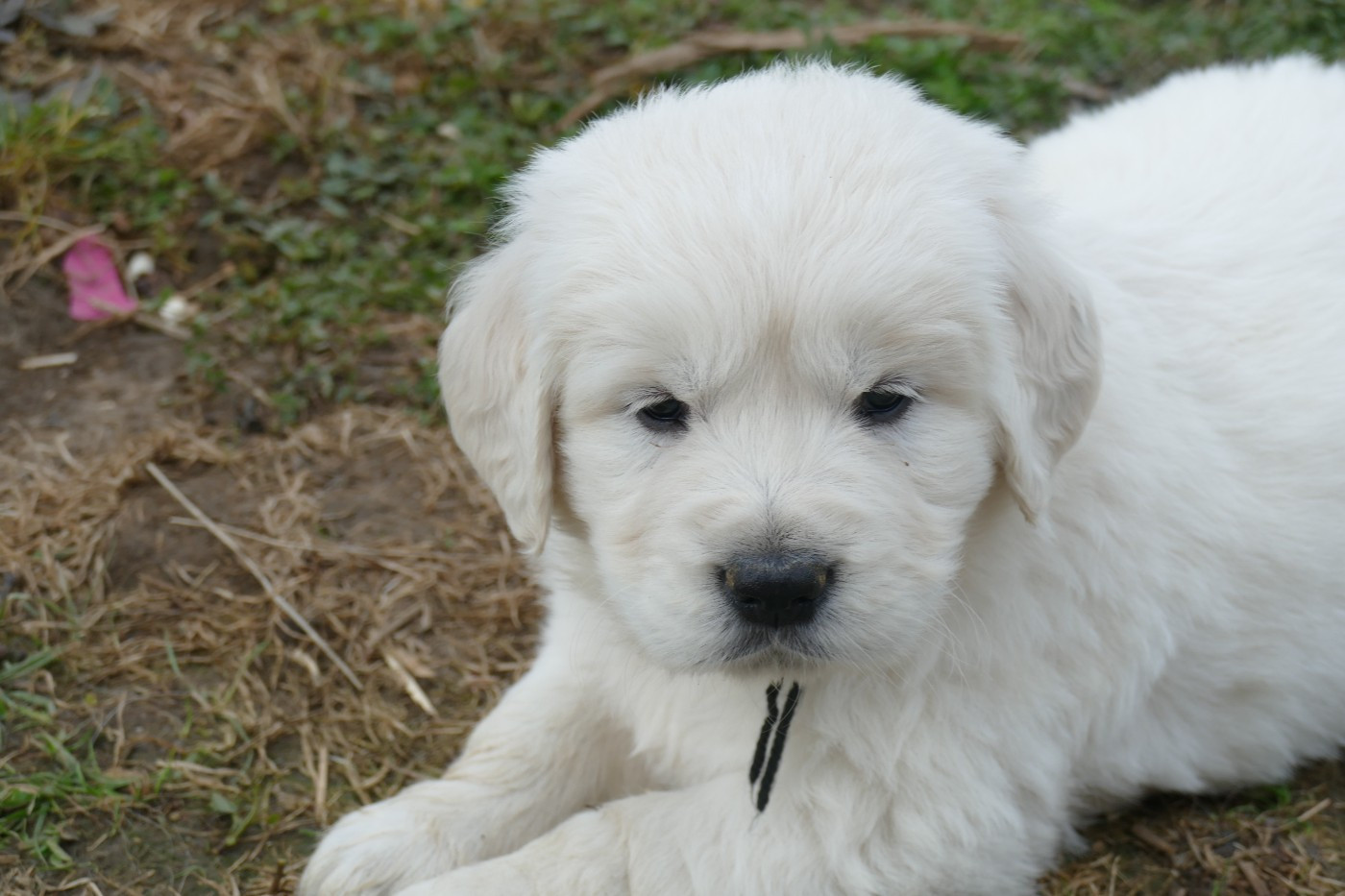 de la plaine des peupliers - Chiots disponibles - Golden Retriever
