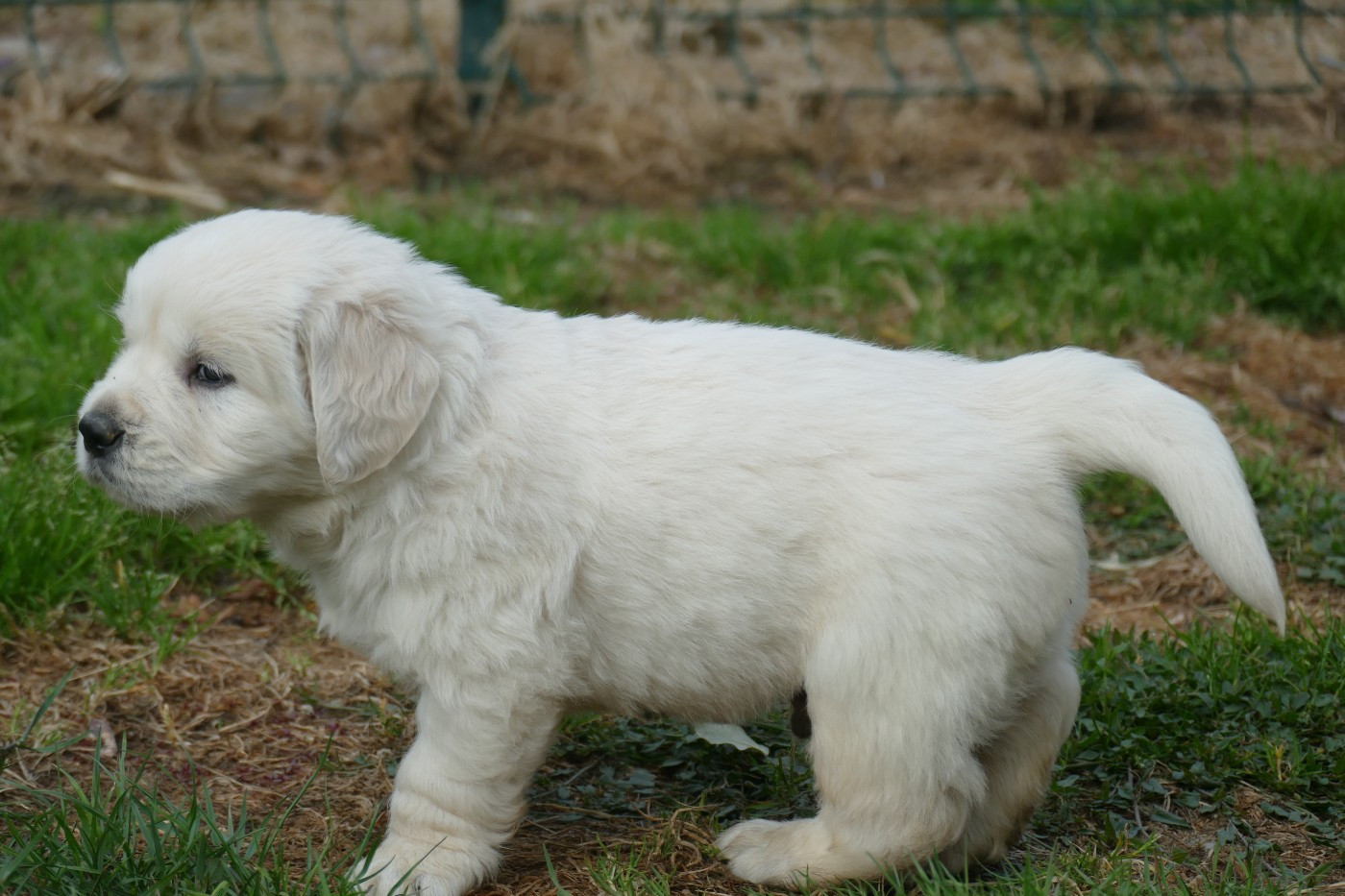 de la plaine des peupliers - Chiots disponibles - Golden Retriever