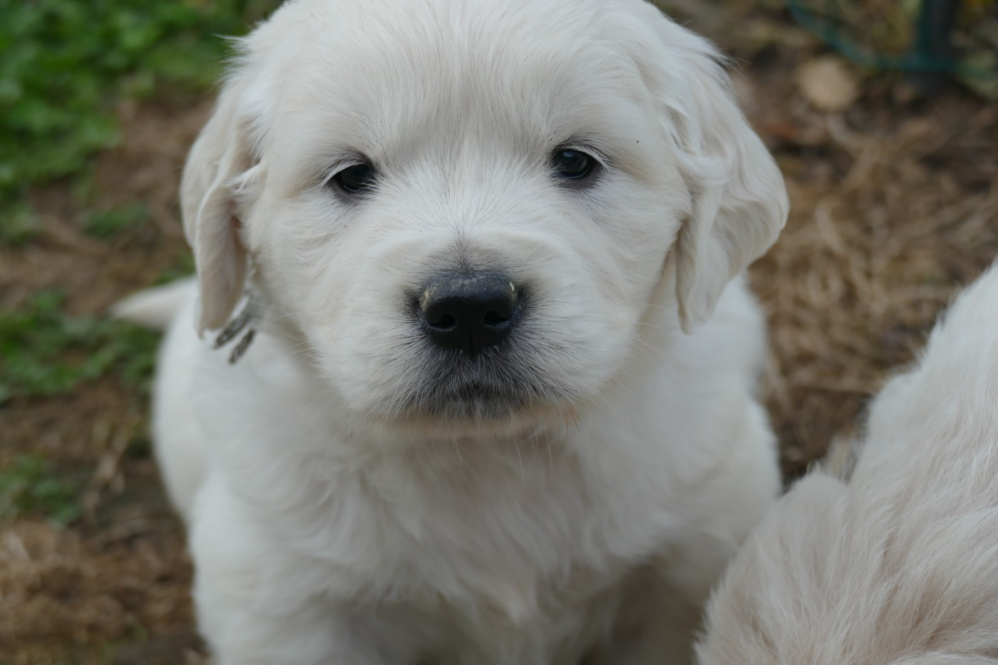 de la plaine des peupliers - Chiots disponibles - Golden Retriever