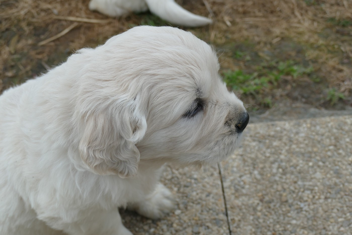 de la plaine des peupliers - Chiots disponibles - Golden Retriever