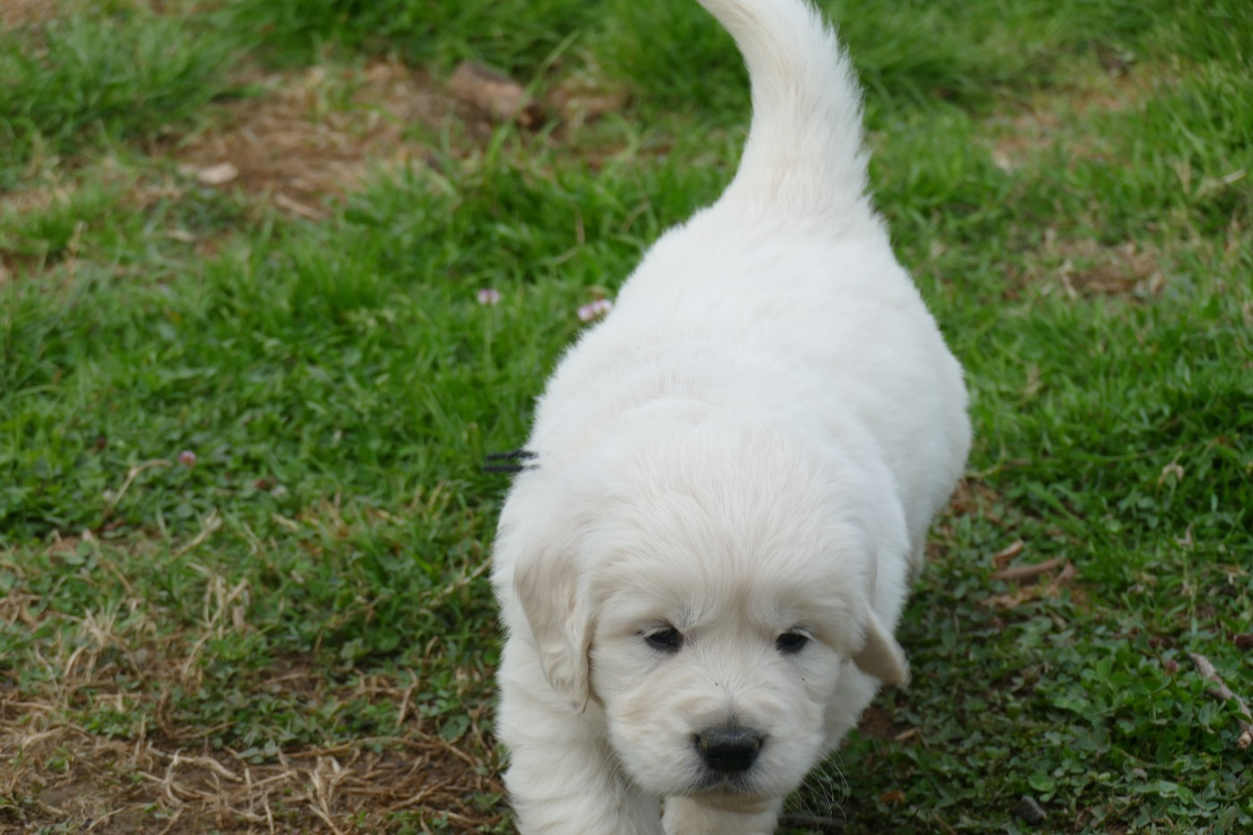 de la plaine des peupliers - Chiots disponibles - Golden Retriever