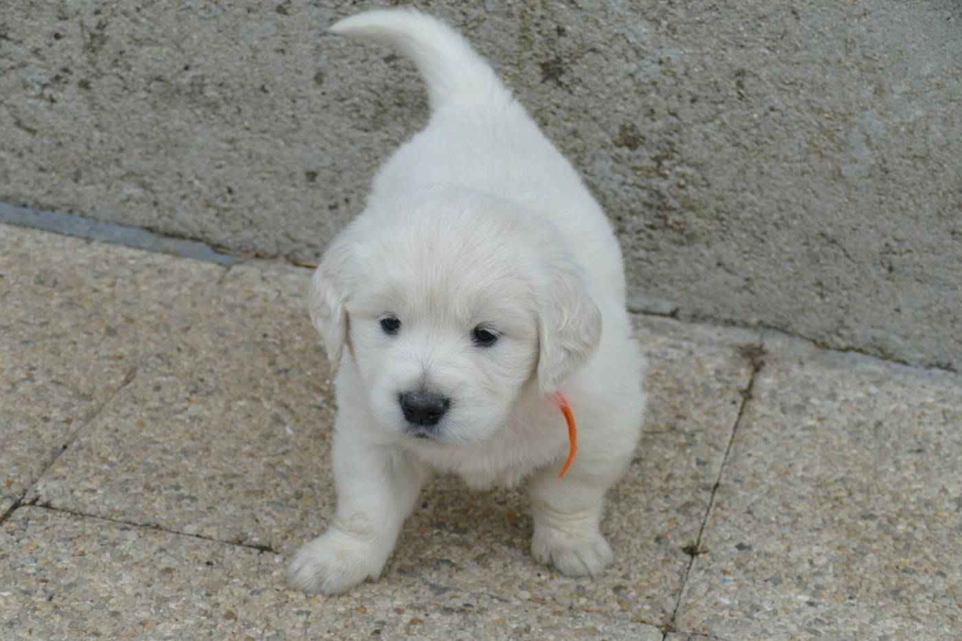 de la plaine des peupliers - Chiots disponibles - Golden Retriever