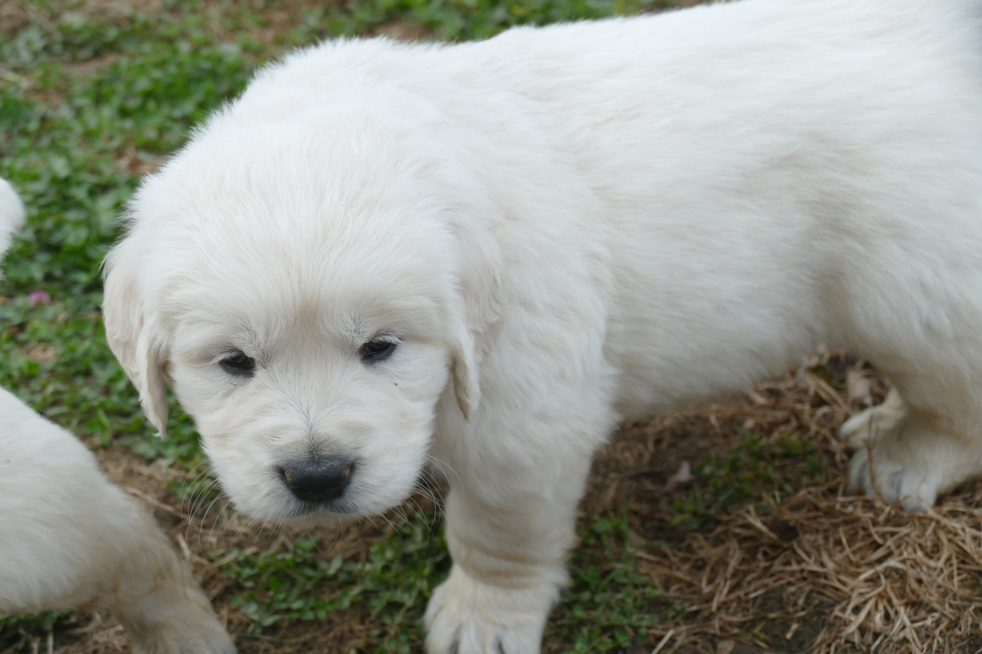 de la plaine des peupliers - Chiots disponibles - Golden Retriever