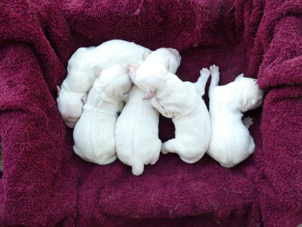 de la plaine des peupliers - Chiots disponibles - Golden Retriever