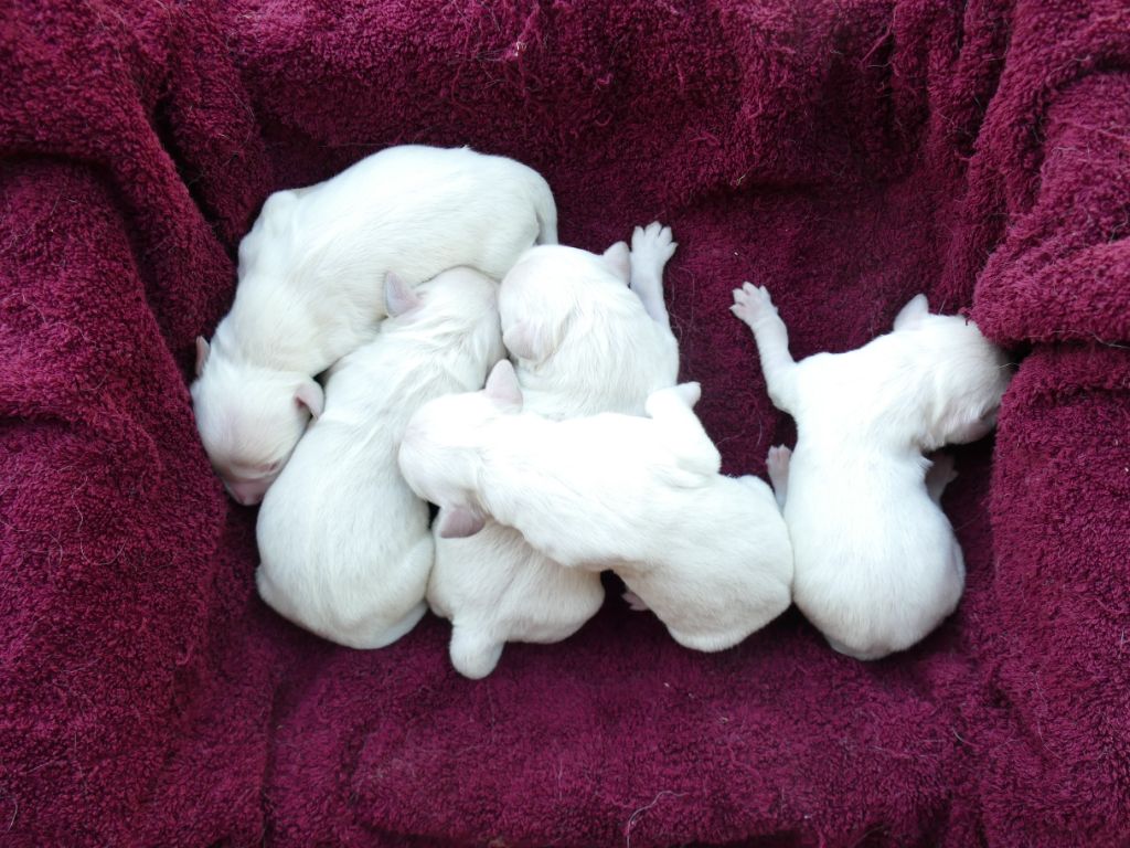 de la plaine des peupliers - Chiots disponibles - Golden Retriever