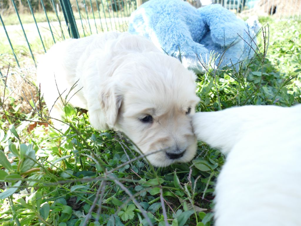 de la plaine des peupliers - Chiots disponibles - Golden Retriever