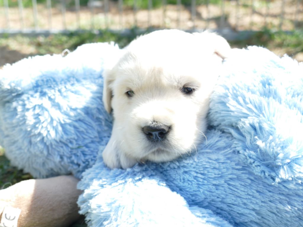 de la plaine des peupliers - Chiots disponibles - Golden Retriever