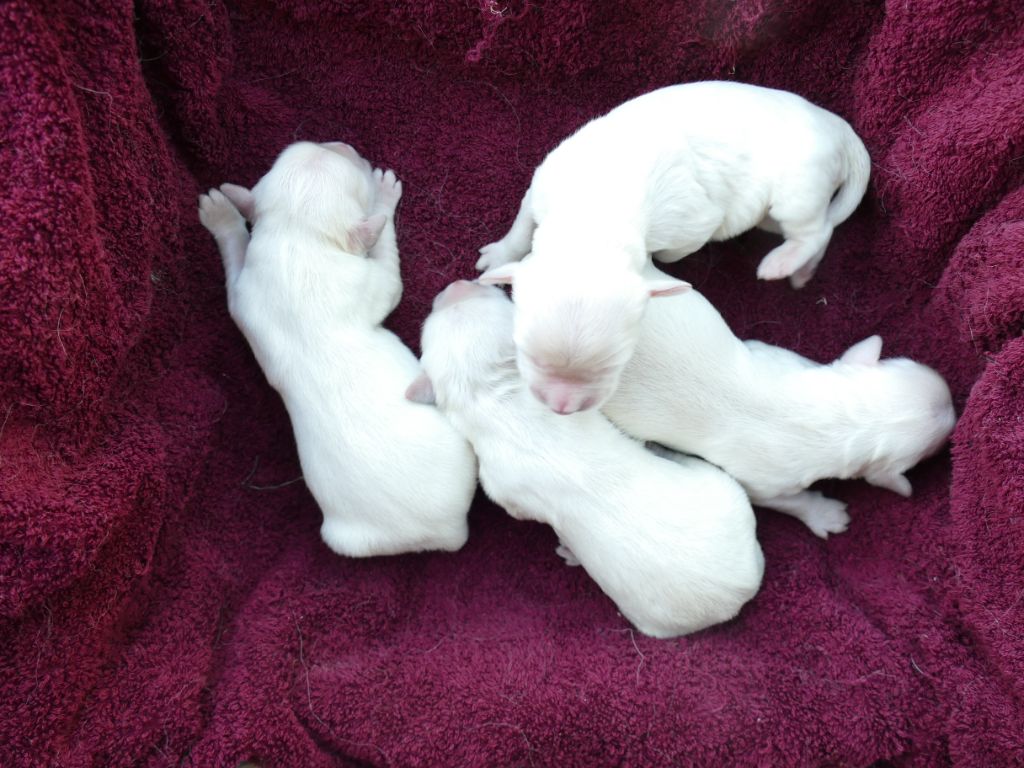de la plaine des peupliers - Chiots disponibles - Golden Retriever