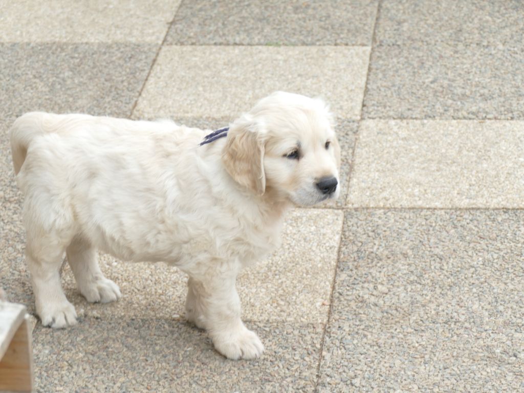 de la plaine des peupliers - Chiots disponibles - Golden Retriever